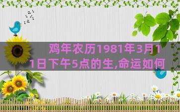 鸡年农历1981年3月11日下午5点的生,命运如何